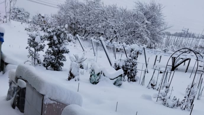 今日の方が雪多い