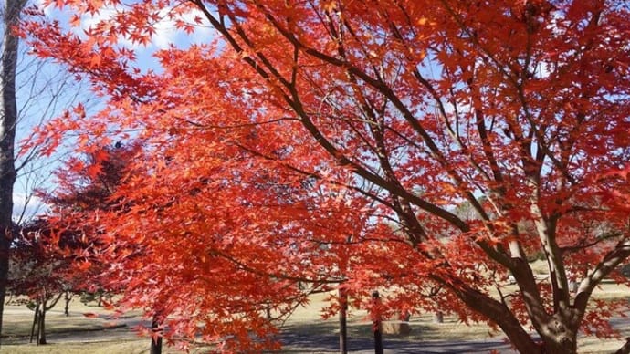 度会町「宮リバー度会の紅葉」見てきました～(^^)