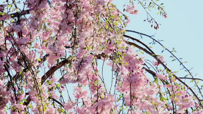 北海道の遅い春の桜11-2