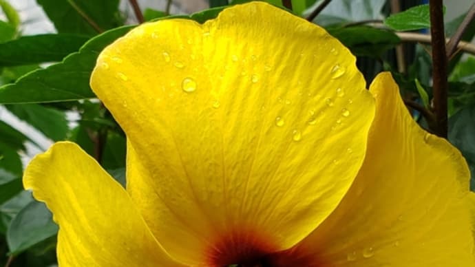 今日は7輪もの花を咲かせています