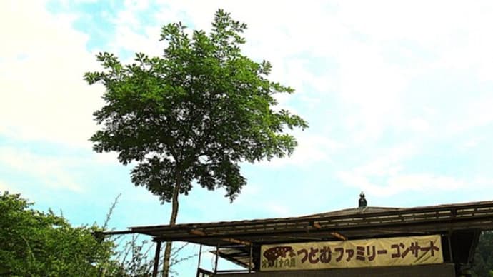 昨日のオカリナの里と今日の庭の枝木の回収の話