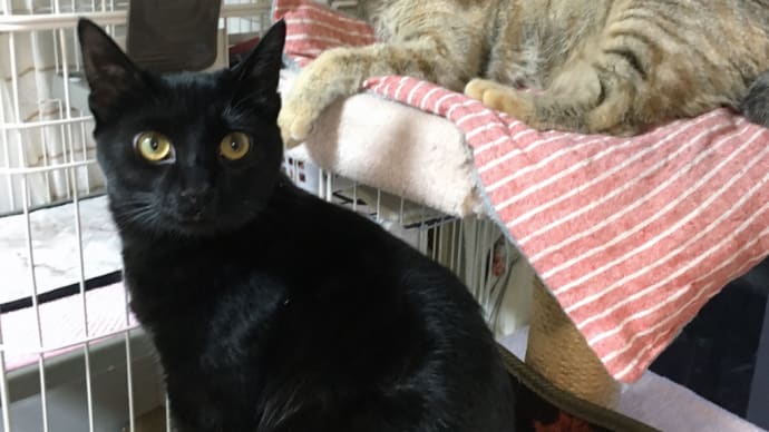 保護猫 クロちゃん のブログ記事一覧 天に地に猫に
