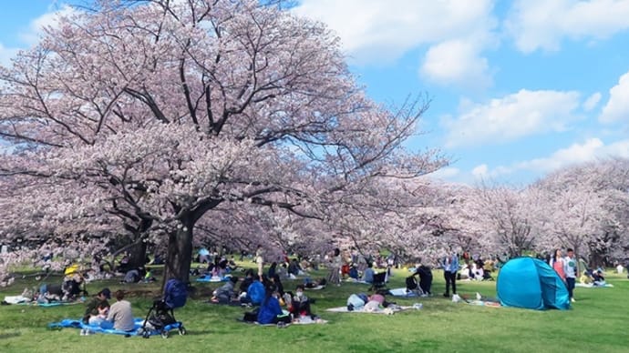 玉川上水〜昭和記念公園の桜を鑑賞。（その4）