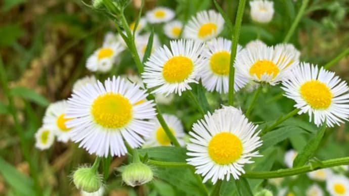 通勤路のお花たち