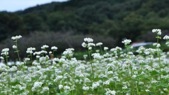 巾着田のソバの花