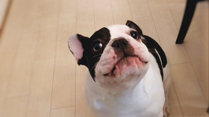 頂き物のクッキーが狙われている。。。