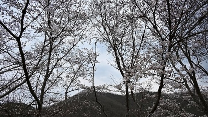 笹ヶ丘公園（佐用町）桜