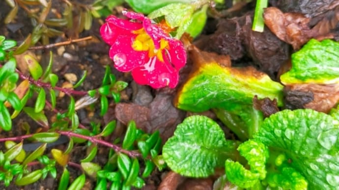 わが家の花