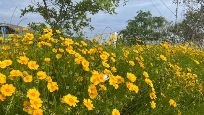初夏の花を見つけるラン🏃♀️