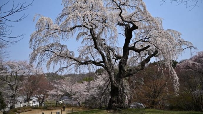 No.839 真照寺・八十内の桜