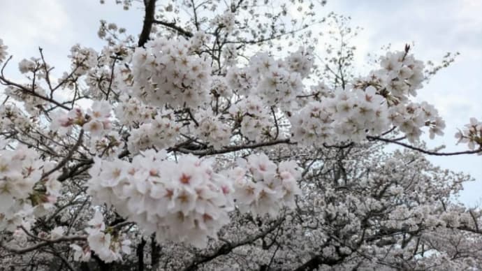 桜咲く春の一日🌸