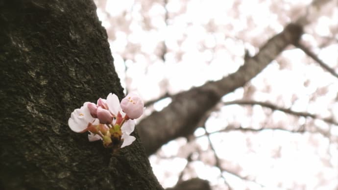 桜満開