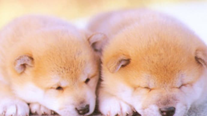 好きな犬種は