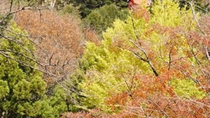紅葉追っかけ・・・@湯の山温泉