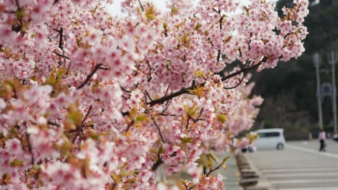 道の駅「萩しーまーと」に河津桜を見に行ってきました。