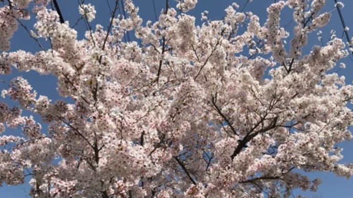 城南荘の桜2021  お花見日和