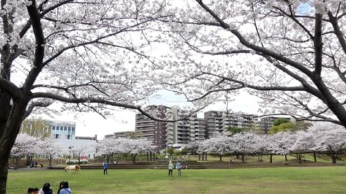 多摩の桜２０２３（２）　～「若葉台公園」のソメイヨシノ～