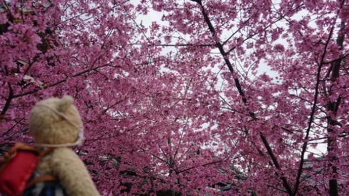 京都の桜のシーズンの始まりを告げる　出町柳駅そば「長徳寺」の満開のオカメザクラ
