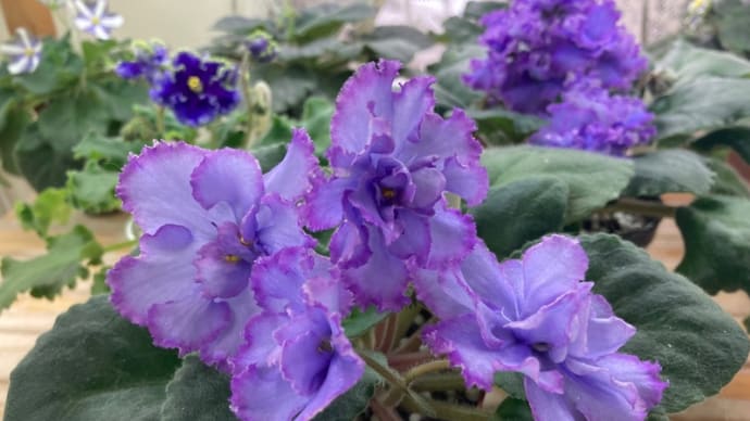 セントポーリア まだまだ開花中
