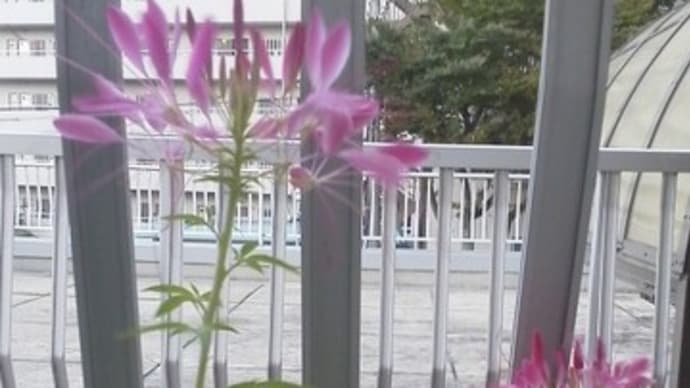 時季遅れのクレオメ