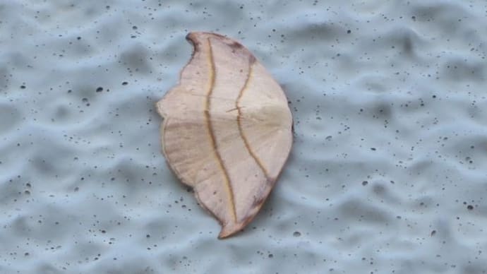 ちょっと溜め込んでいた壁虫、窓虫、通路虫!
