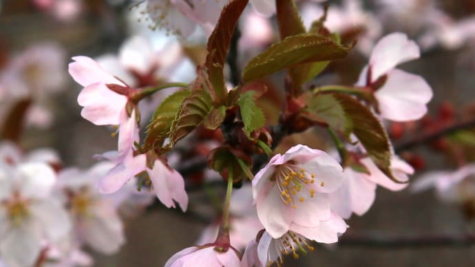 北海道の桜4-2