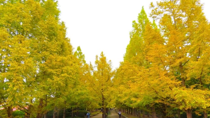 神戸森林植物園を訪れたけれど ・・・ 10月21日 ムギマキ空振り
