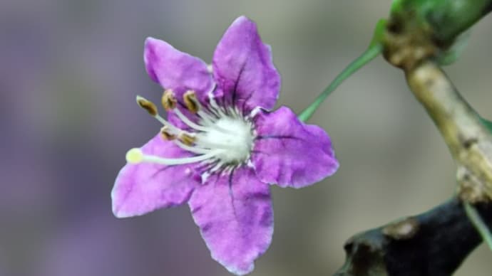 クコの花