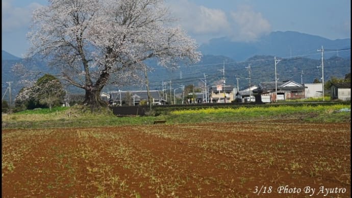 大坪の一本桜満開だぁ~