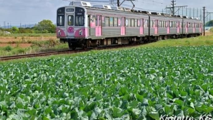 春のキャベツ畑