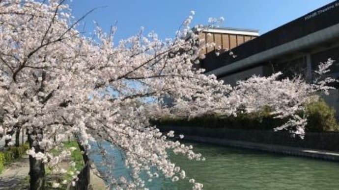 屏風絵と桜散歩