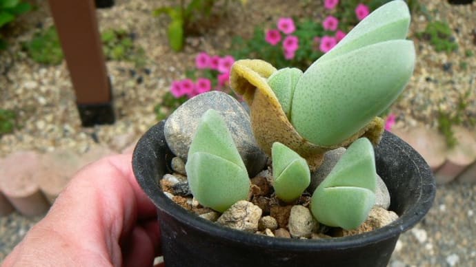 神風玉実生