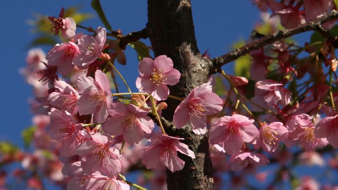 北海道の3月はまだまだ冬の寒さ、一足先に写真で春の桜3