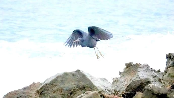 03/25探鳥記録写真：狩尾岬の鳥たち（クロサギ、ジョウビタキ♀、イソヒヨドリ♂、ウミウの飛翔、）