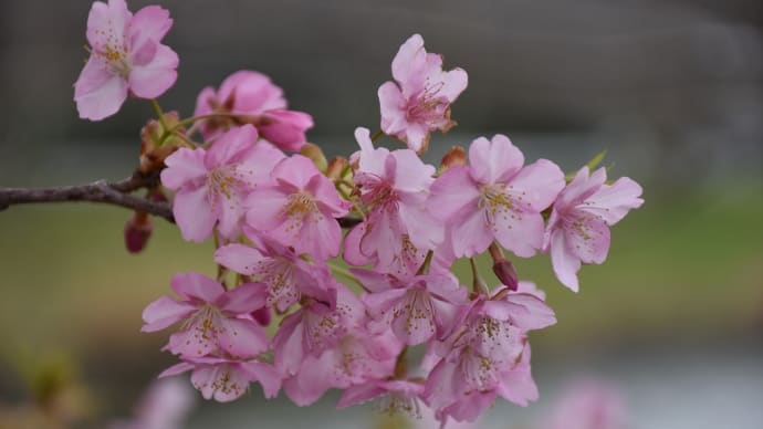 さくら・菜の花狩り 静岡県賀茂郡南伊豆町 第25回みなみの桜と菜の花まつり(4)日野橋から青野川ふるさと公園