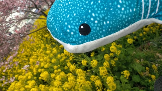 サメのいる生活(総集編)2021年2月分後半