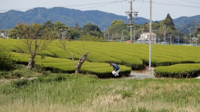 サイクリング途中　フジの花