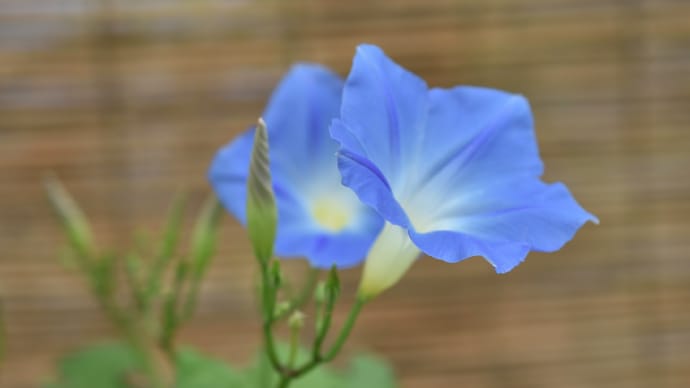 ◆妻、撮影の「伝統の朝顔」(くらしの植物苑)