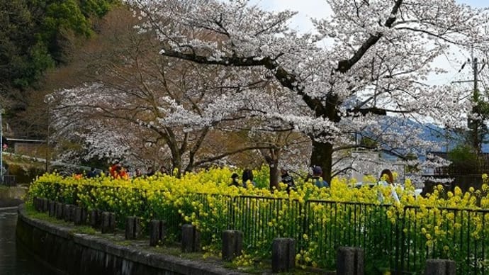山科疎水（琵琶湖疎水）桜と菜の花
