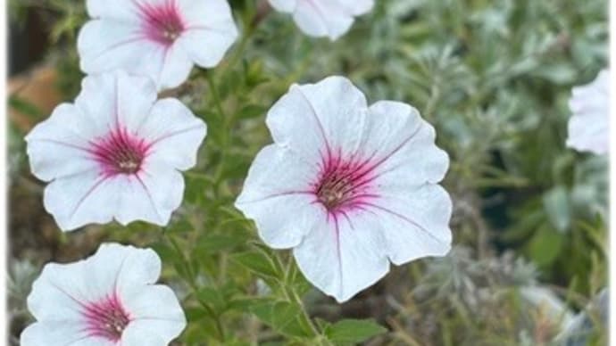 暑いけれど今日はテニス曜日