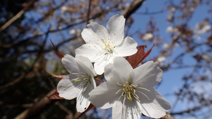 山桜と再々放送と３７回目の春