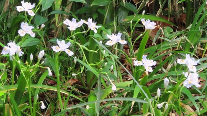 花散歩・一之江、名主屋敷
