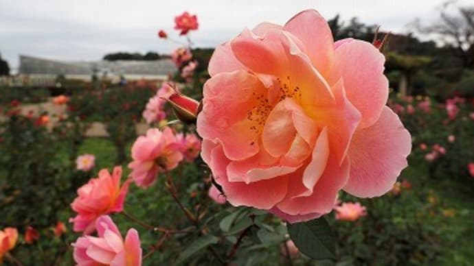 ばら園へも~神代植物公園⑤~