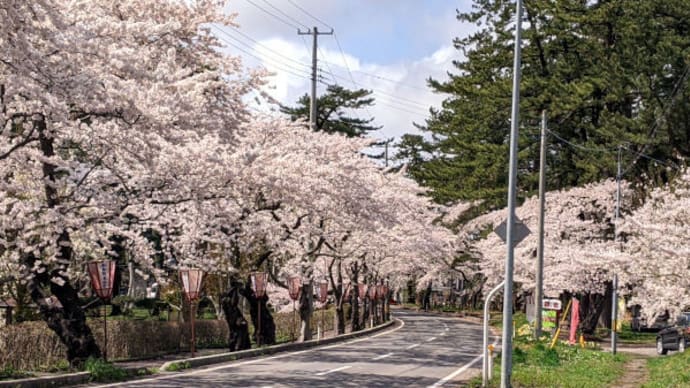 2023 金木町の 芦野公園 の桜