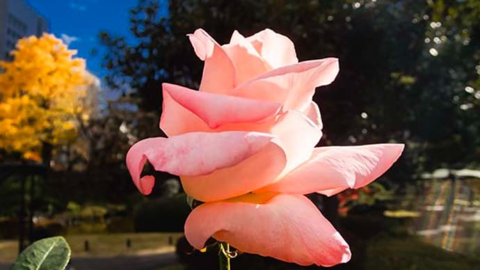 日比谷公園の花々
