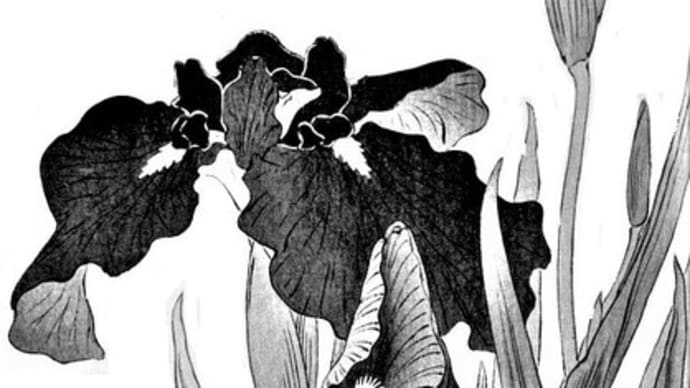 「花菖蒲」 剪画(切り絵) 下絵