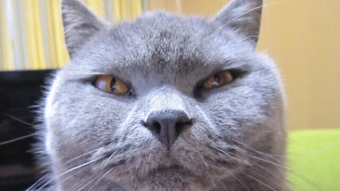 我が家の「お猫さま」ご紹介します!