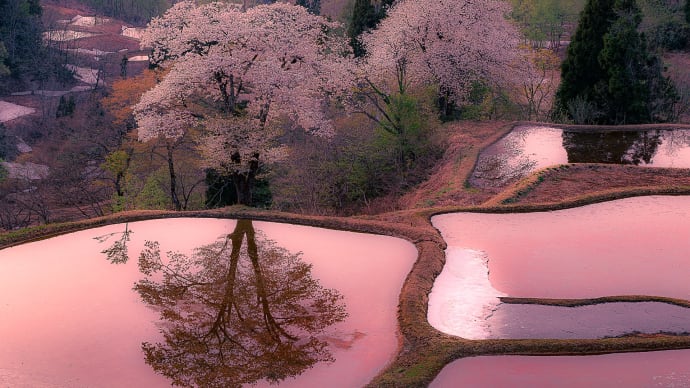 儀明の棚田と中子の桜