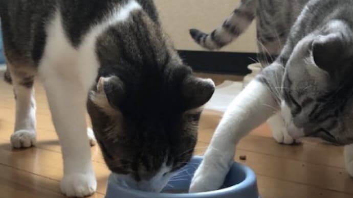 シルビア様