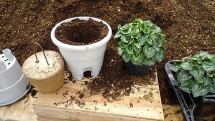 シクラメンの6号鉢植え替えスタート♪
